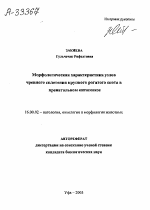 МОРФОЛОГИЧЕСКАЯ ХАРАКТЕРИСТИКА УЗЛОВ ЧРЕВНОГО СПЛЕТЕНИЯ КРУПНОГО РОГАТОГО СКОТА В ПРЕНАТАЛЬНОМ ОНТОГЕНЕЗЕ - тема автореферата по ветеринарии