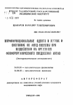 Морфофункциональные сдвиги в легких и состояние их АПУД-системы при воздействии на организм фосфорорганического соединения АНТИО(Экспериментальное исследование) - тема автореферата по медицине