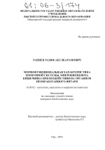 Морфофункциональная характеристика иммунной системы, микробиоценоза кишечника при воздействии на организм необработанного янтаря - диссертация, тема по ветеринарии