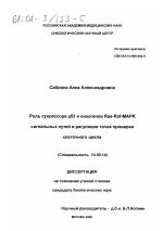 Роль супрессора р53 и онкогенов Ras-Raf-MARK сигнальных путей в регуляции точек проверки клеточного цикла - диссертация, тема по медицине