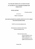 Индуцированный ренальный апоптоз и его регуляция при повреждении почки - диссертация, тема по медицине